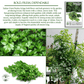 Italian Giant Parsley | 200 Seeds/Pk