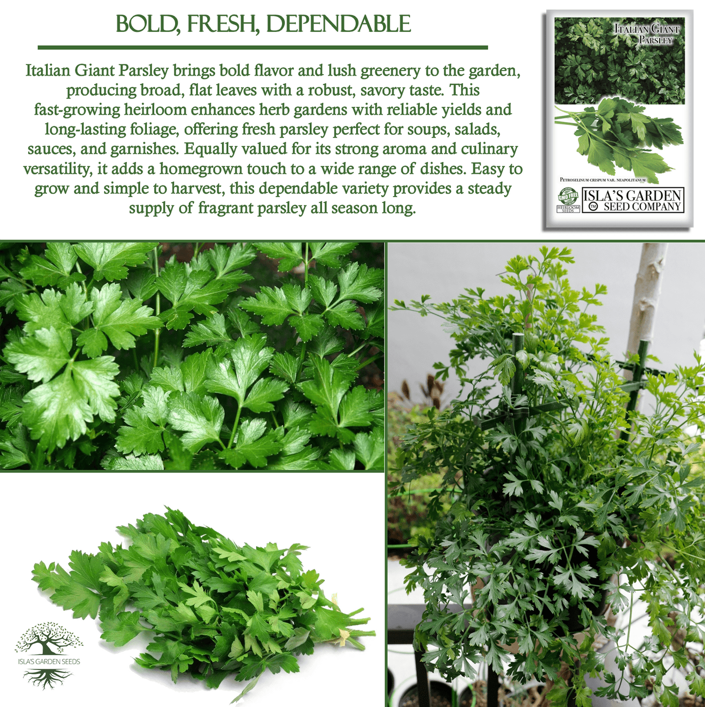 Italian Giant Parsley | 200 Seeds/Pk