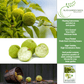 Osage Orange Tree Seeds | 30 Seeds/Pk