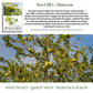 Osage Orange Tree Seeds | 30 Seeds/Pk