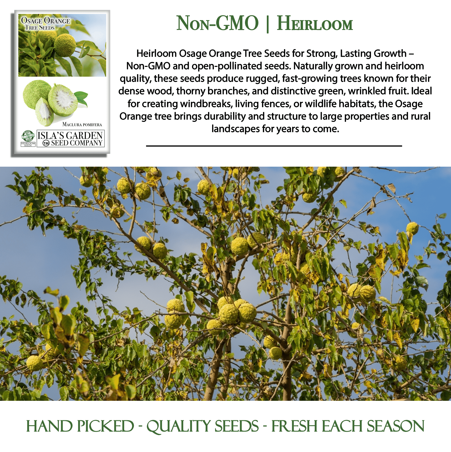 garden tree seeds Osage Orange Tree, 30+ Premium Heirloom Seeds, Exotic & Rare, 60-80% Germination Rates, (Isla's Garden Seeds), Non GMO Seeds