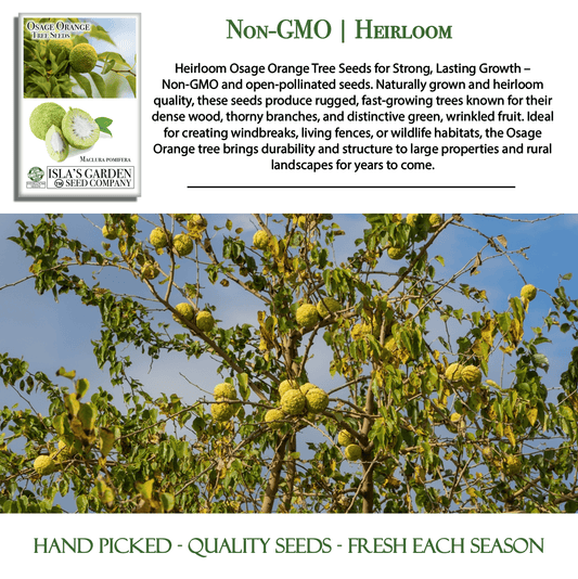 Osage Orange Tree Seeds | 30 Seeds/Pk