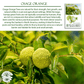 Osage Orange Tree Seeds | 30 Seeds/Pk