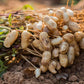 Tennessee Red Peanut, 20 Seeds Per Packet