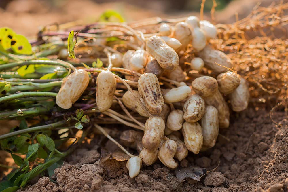 Tennessee Red Peanut, 20 Seeds Per Packet