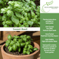 Sweet Basil | 250 Seeds/Pk
