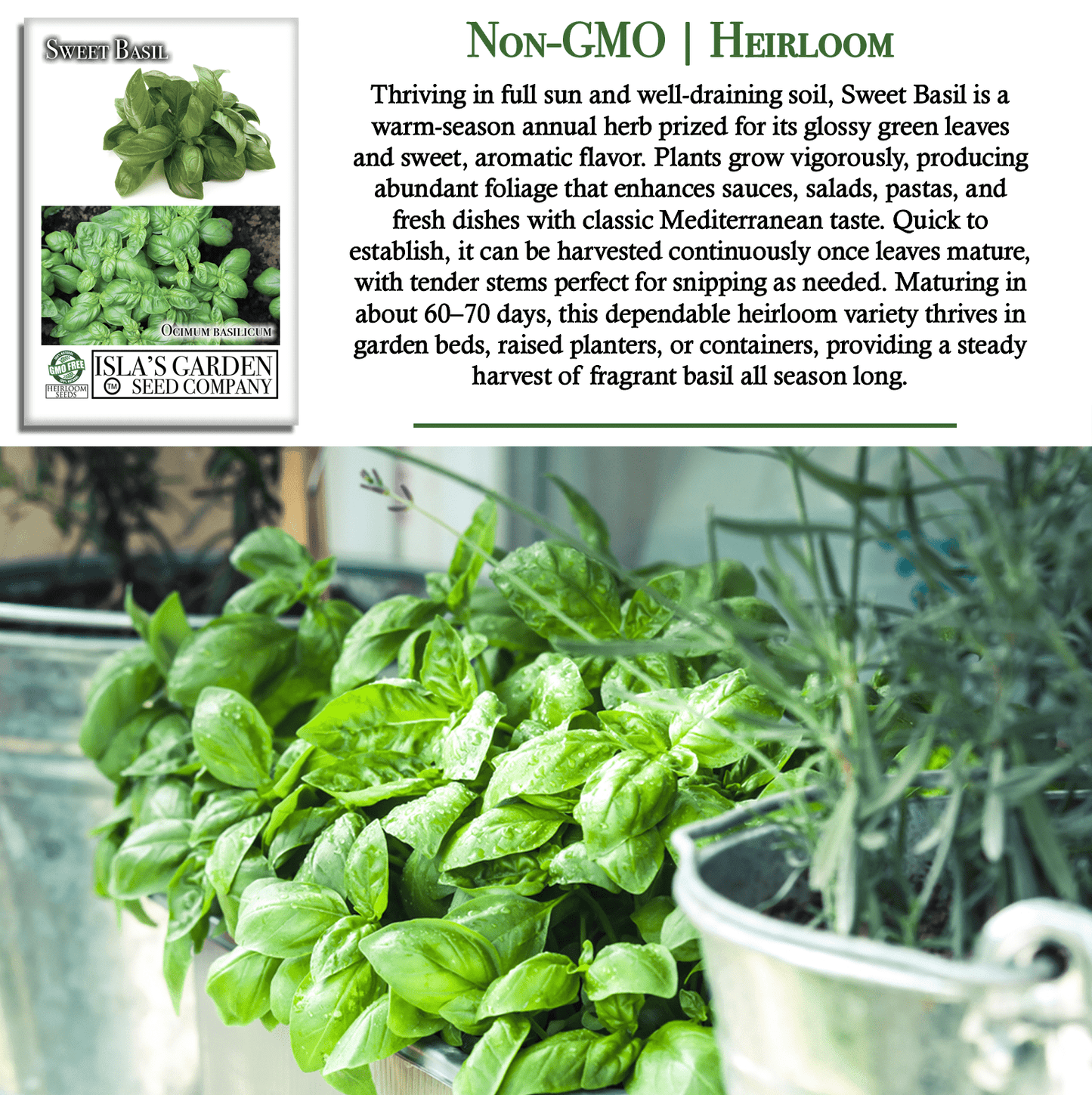Sweet Basil | 250 Seeds/Pk