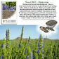 Chia | 200 Seeds/Pk