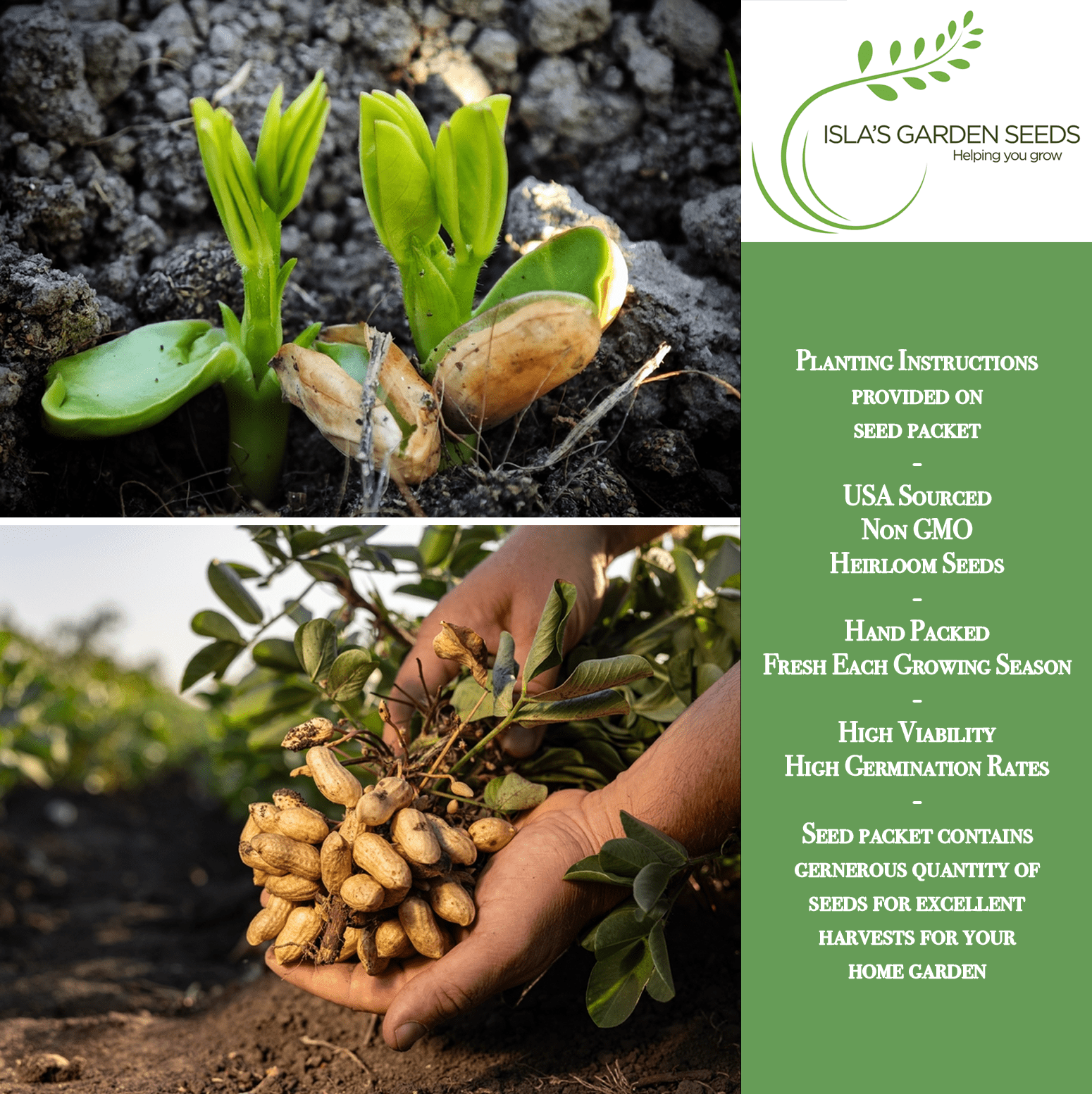 organic peanut seeds for planting Carolina African Runner Peanut
