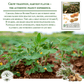 Carolina African Runner Peanut - 20 Seeds/Pk