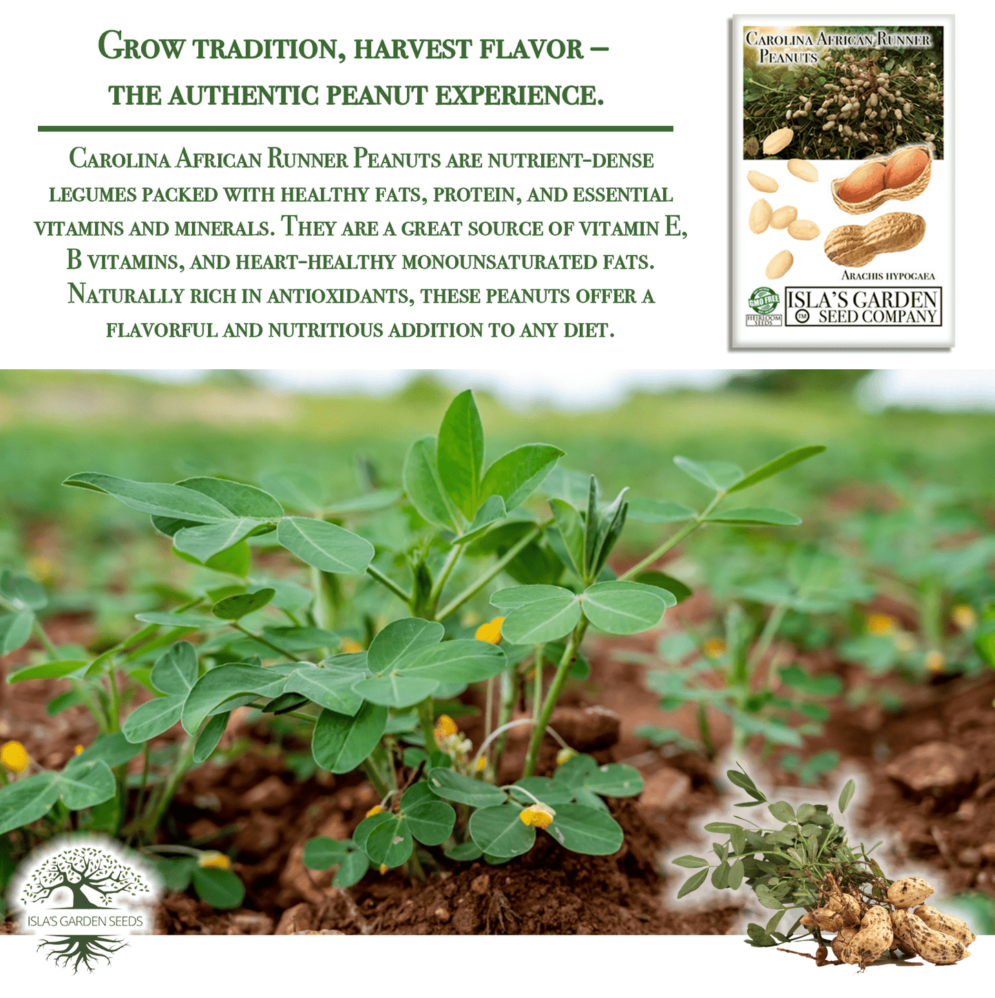 Carolina African Runner Peanut - 20 Seeds/Pk