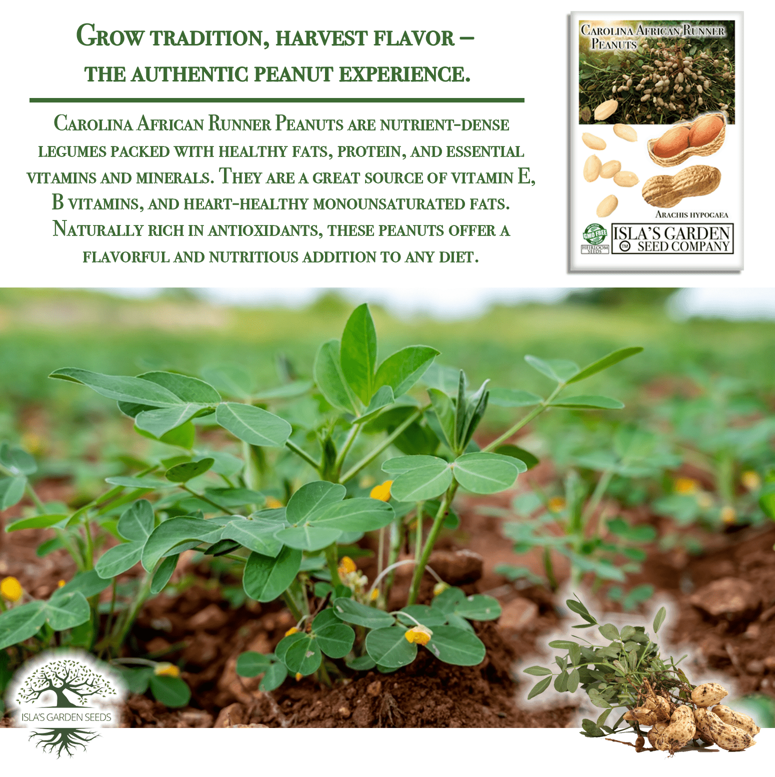 Carolina African Runner Peanut - 20 Seeds/Pk