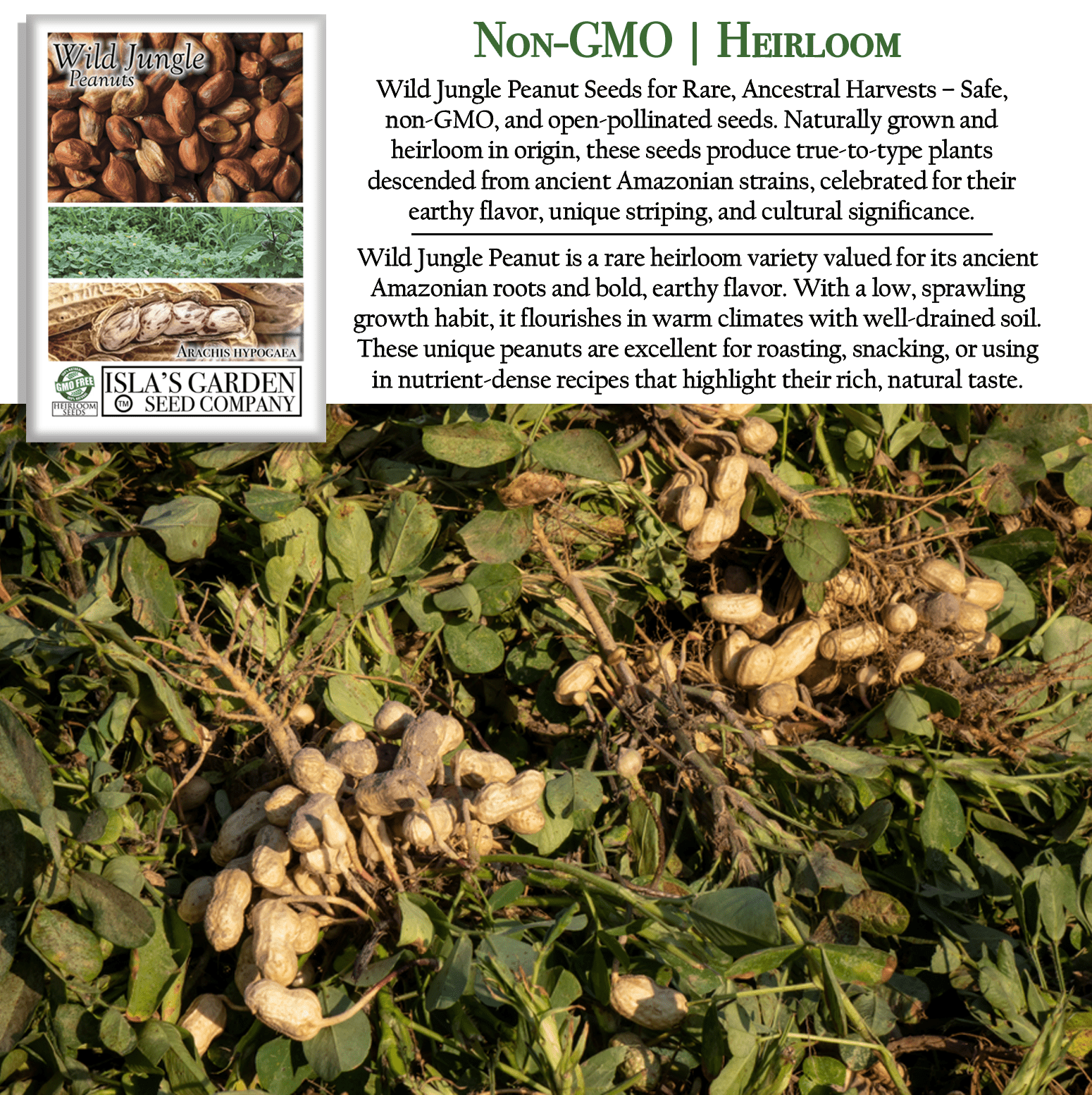 organic peanut seeds for planting Wild Jungle Peanuts