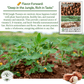Wild Jungle Peanuts | 20 Seeds/Pk