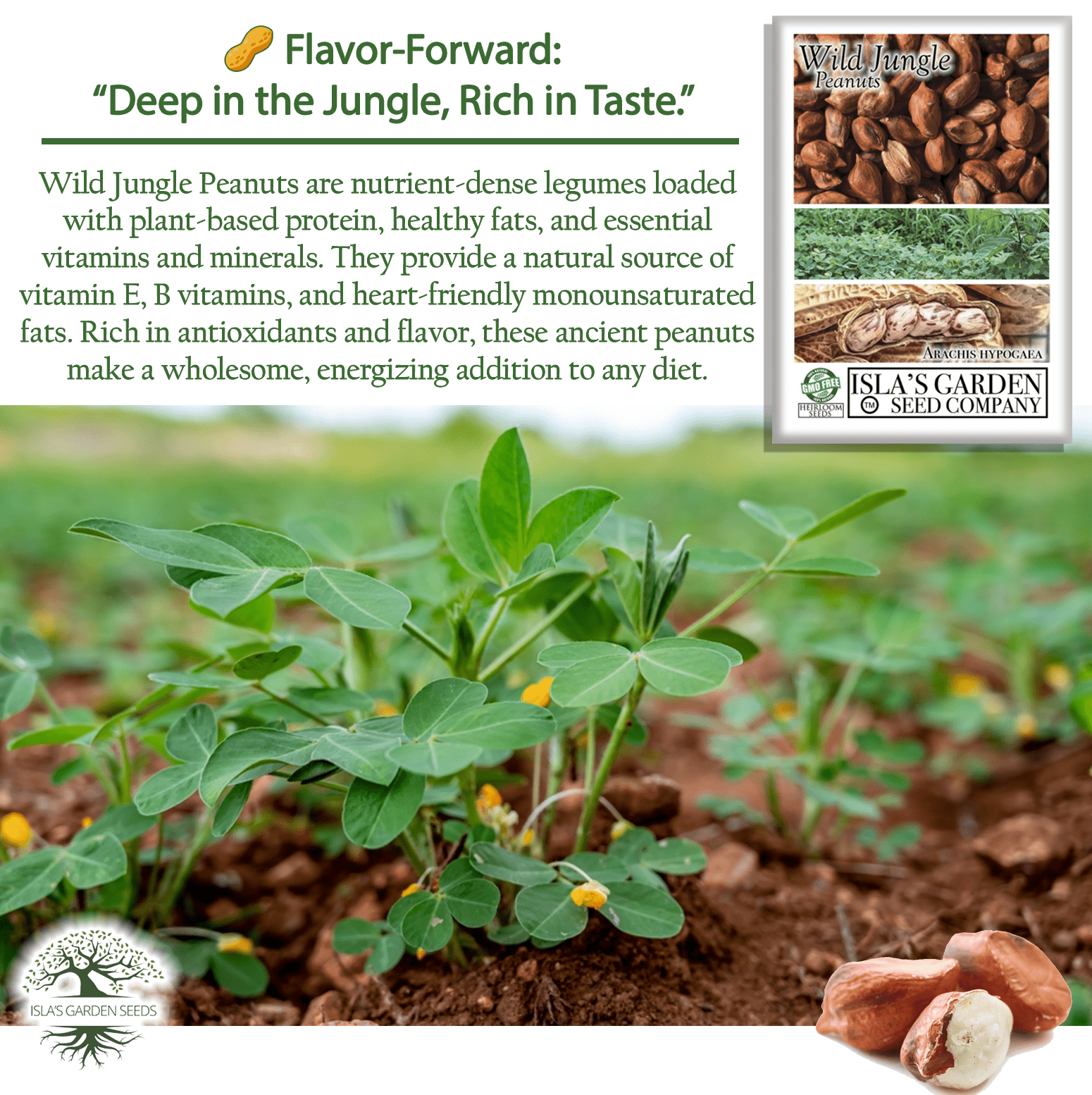 Wild Jungle Peanuts | 20 Seeds/Pk