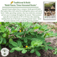 Spanish Peanut Seeds - 20 Seeds/Pk