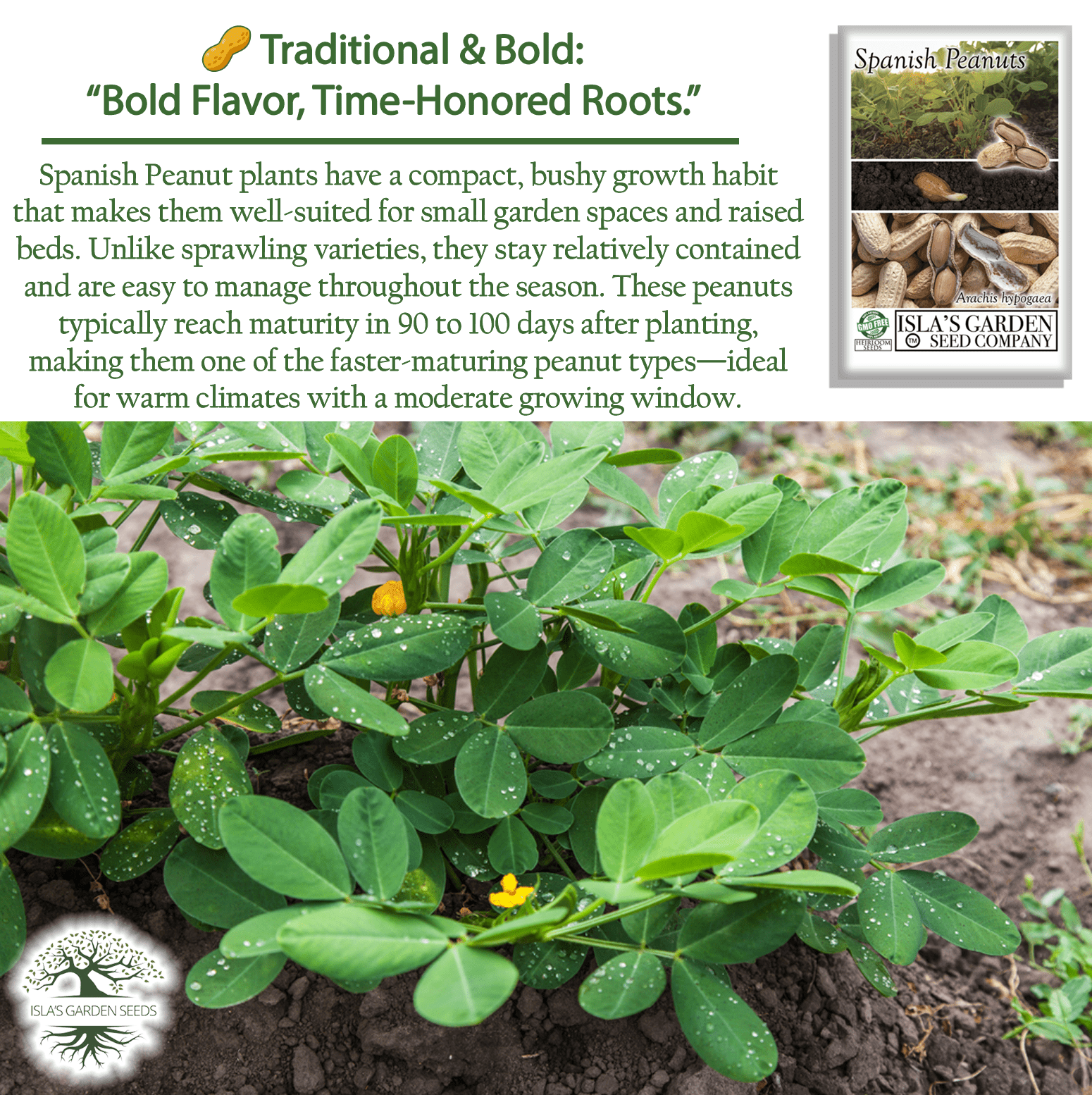 spanish peanut seeds for planting Spanish Peanut Seeds (Arachis hypogaea) 20 Non-GMO Heirloom by Islas Garden Seeds, Early-Maturing Variety with Bold Flavor, Great for Roasting, Snack