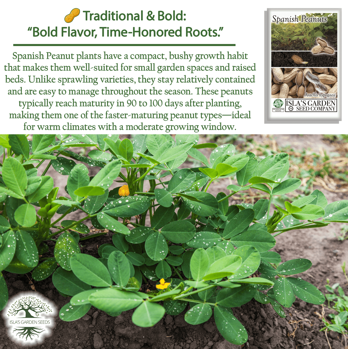 Spanish Peanut Seeds - 20 Seeds/Pk