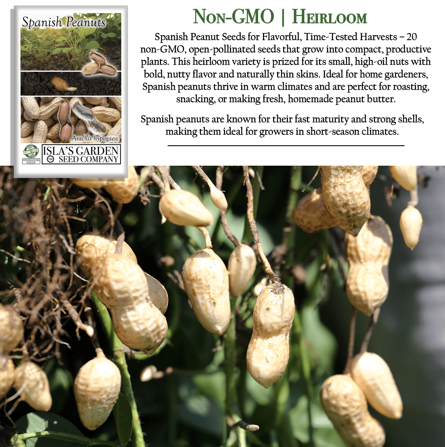 Spanish Peanut Seeds - 20 Seeds/Pk
