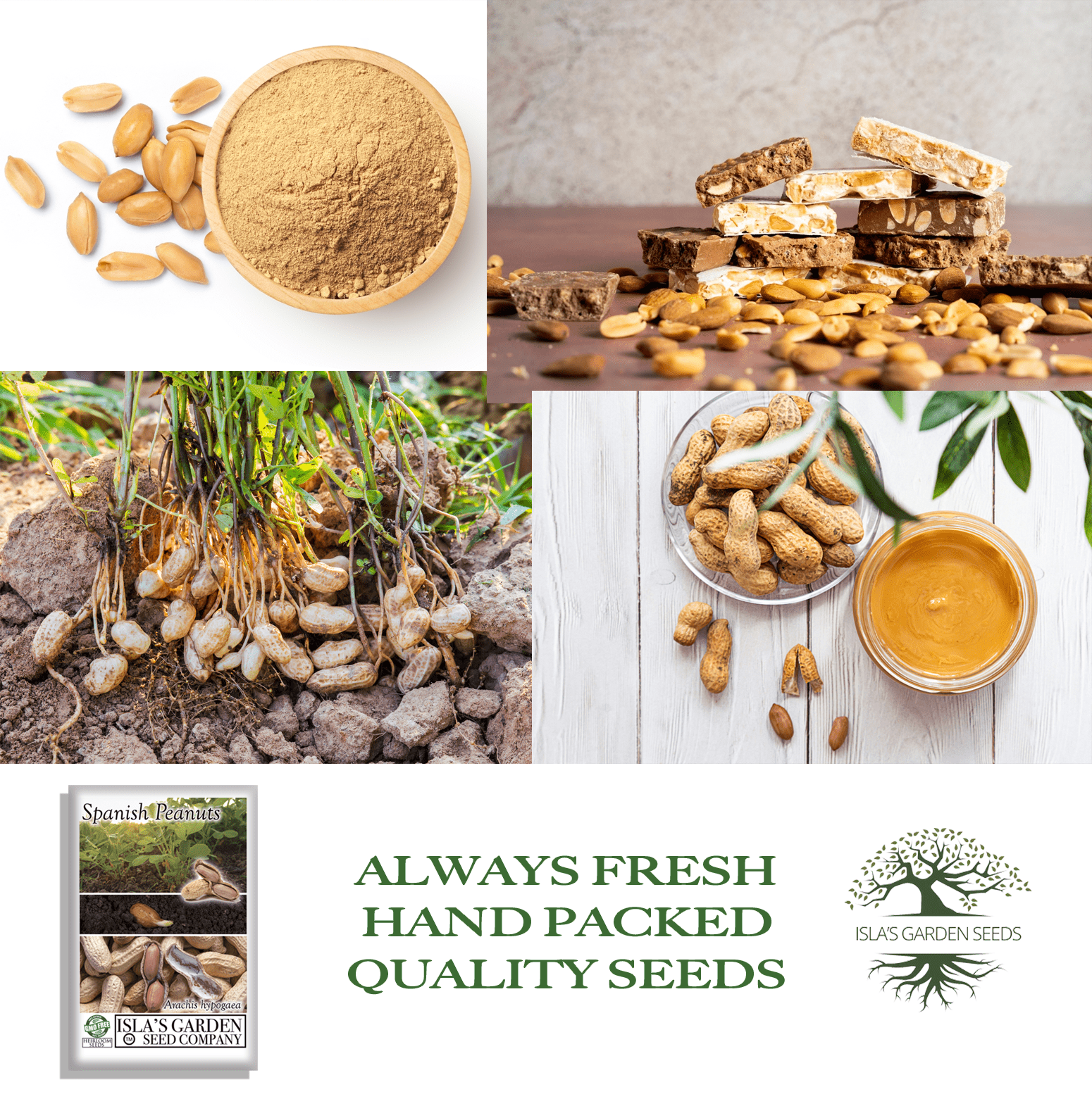 spanish peanut seeds for planting Spanish Peanut Seeds (Arachis hypogaea) 20 Non-GMO Heirloom by Islas Garden Seeds, Early-Maturing Variety with Bold Flavor, Great for Roasting, Snack