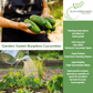 Garden Sweet Burpless Cucumber | 100 Seeds/Pk