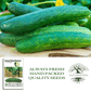 Garden Sweet Burpless Cucumber | 100 Seeds/Pk
