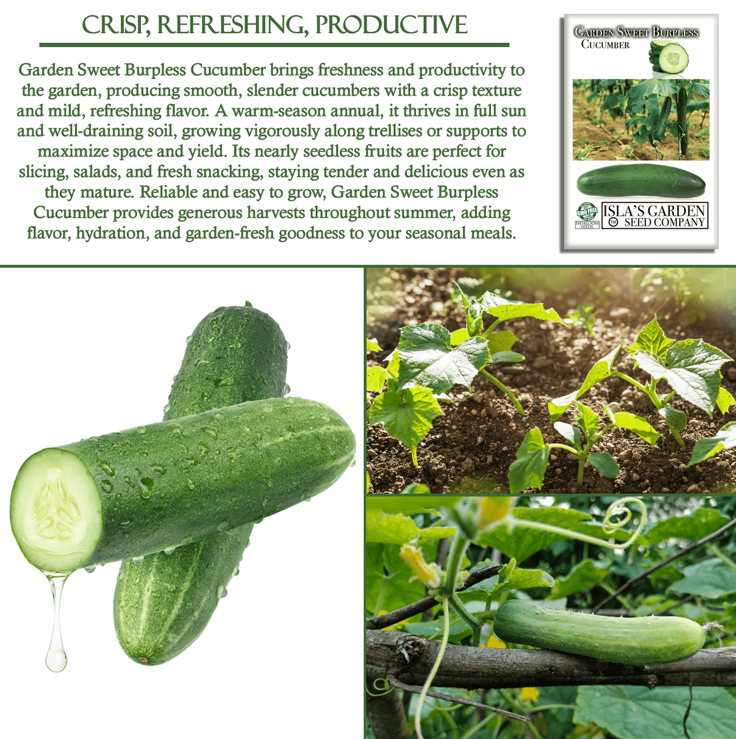 Garden Sweet Burpless Cucumber | 100 Seeds/Pk
