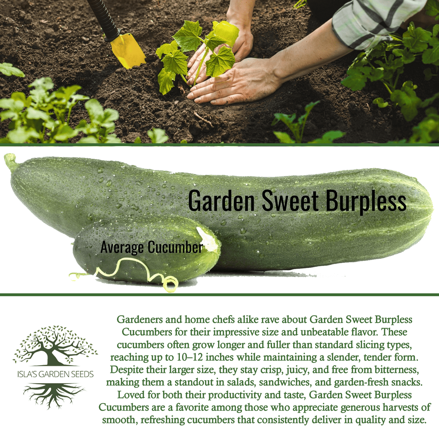 Garden Sweet Burpless Cucumber | 100 Seeds/Pk