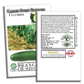 Garden Sweet Burpless Cucumber | 100 Seeds/Pk