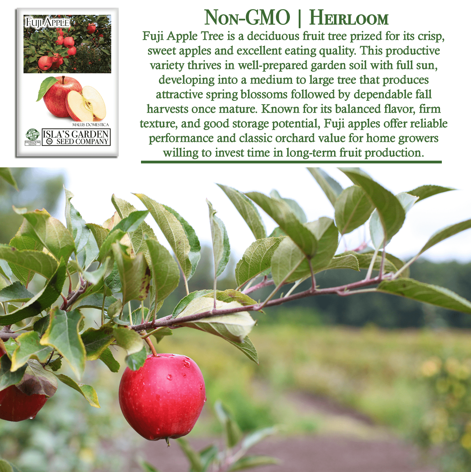 Fuji Apple Tree Seeds, 10 Seeds Per Packet