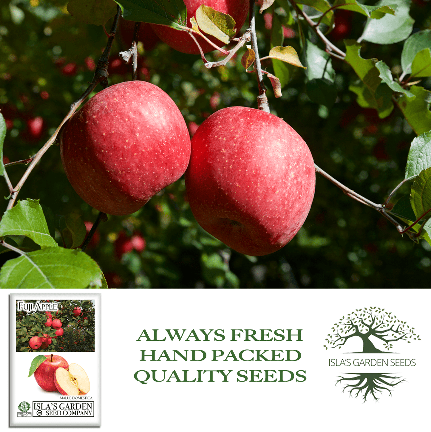 Fuji Apple Tree Seeds, 10 Seeds Per Packet