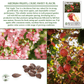 Fuji Apple Tree Seeds, 10 Seeds Per Packet