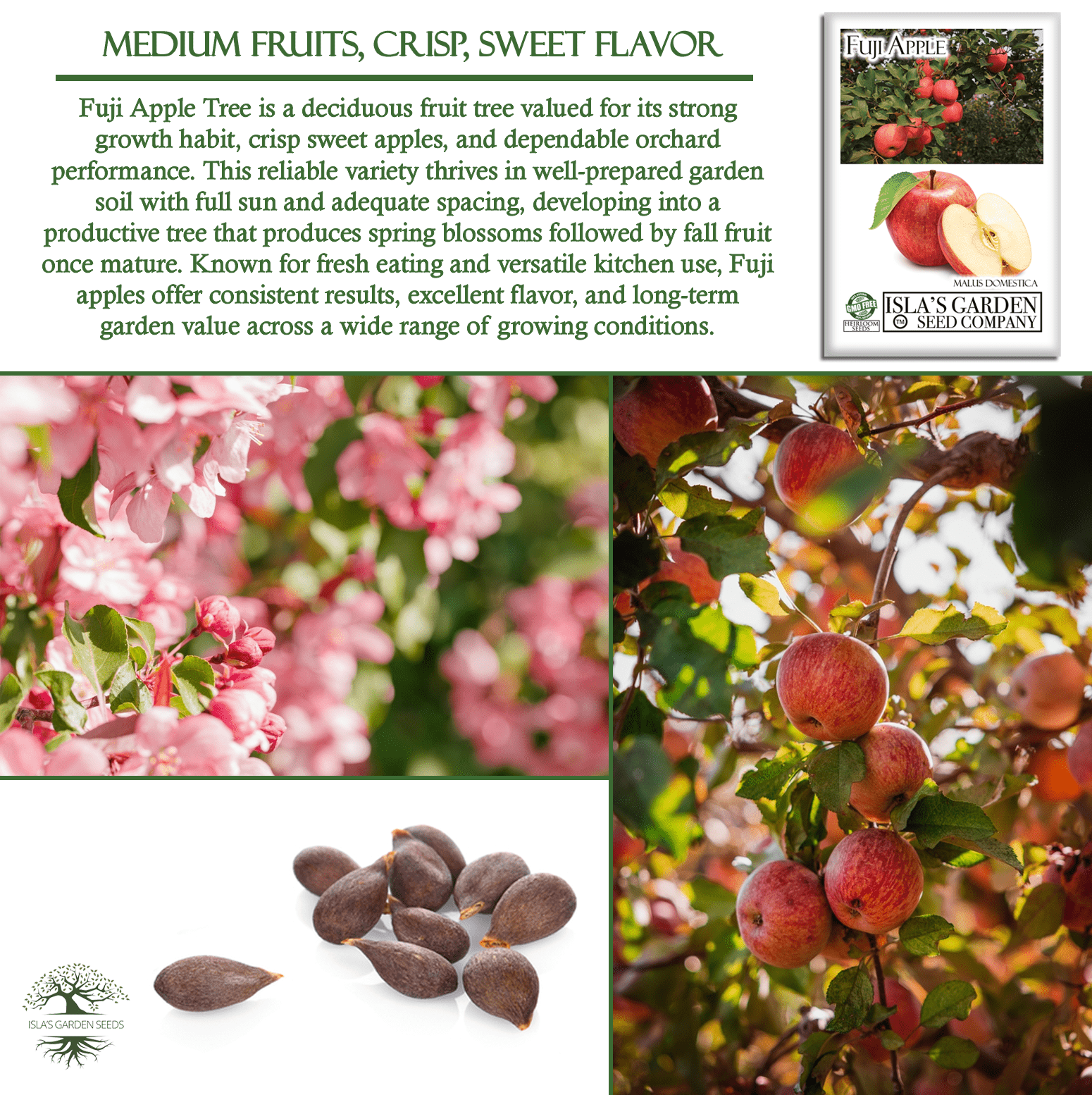 Fuji Apple Tree Seeds, 10 Seeds Per Packet