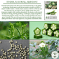 Emerald Okra | 50 Seeds/Pk