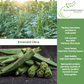 Emerald Okra | 50 Seeds/Pk
