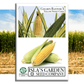 Golden X Bantam Sweet Corn | 50 Seeds/Pk