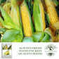 Golden X Bantam Sweet Corn | 50 Seeds/Pk