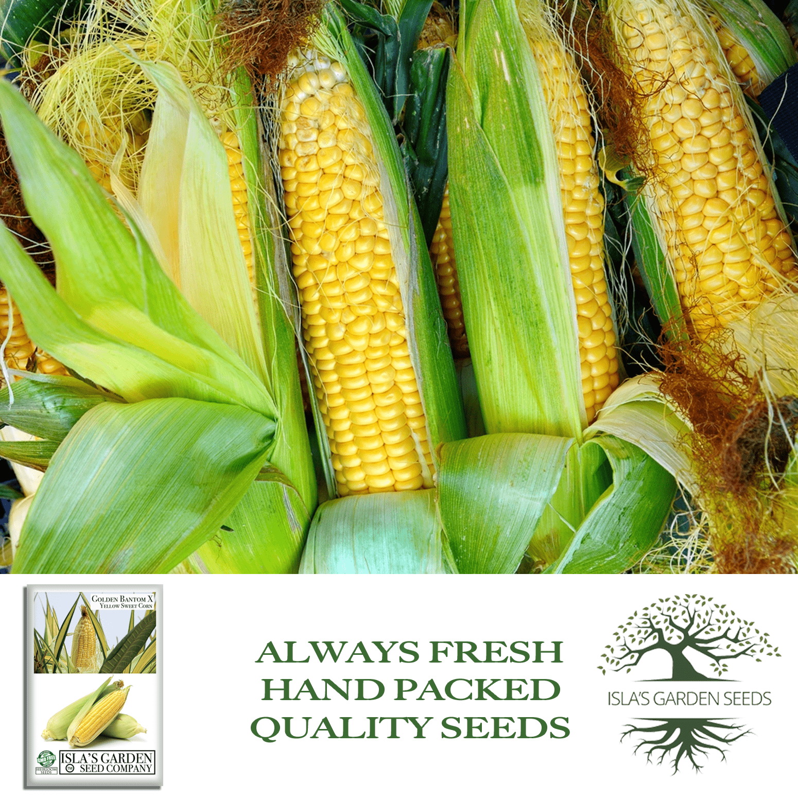 Golden X Bantam Sweet Corn | 50 Seeds/Pk