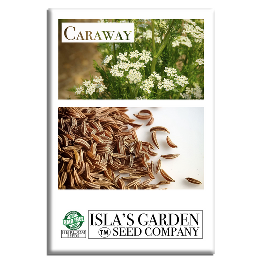Caraway Herb | 100 Seeds/Pk