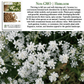 Caraway Herb | 100 Seeds/Pk