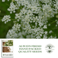 Caraway Herb | 100 Seeds/Pk