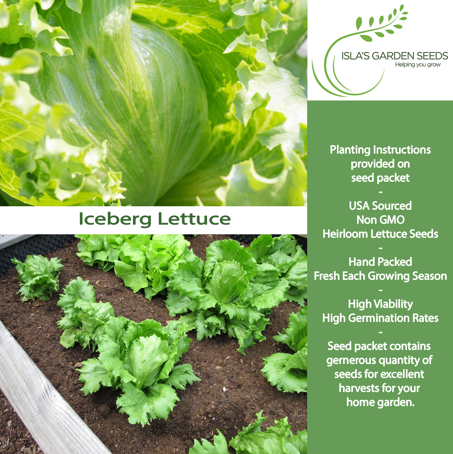 Iceberg Lettuce | 2500 Seeds/Pk