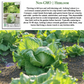 Iceberg Lettuce | 2500 Seeds/Pk