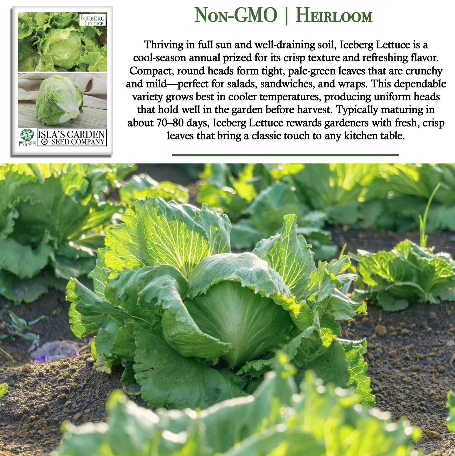 Iceberg Lettuce | 2500 Seeds/Pk