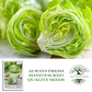 Iceberg Lettuce | 2500 Seeds/Pk