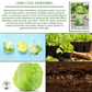 Iceberg Lettuce | 2500 Seeds/Pk