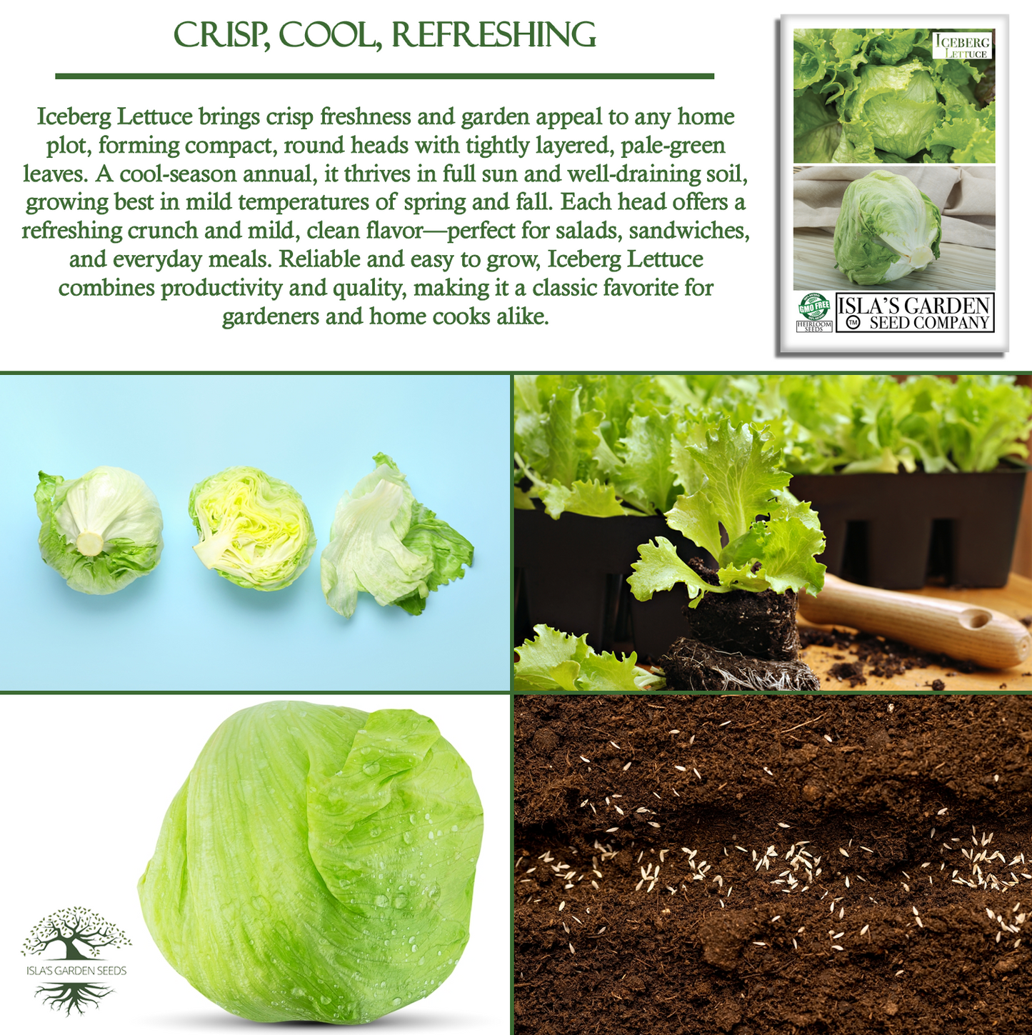 Iceberg Lettuce | 2500 Seeds/Pk
