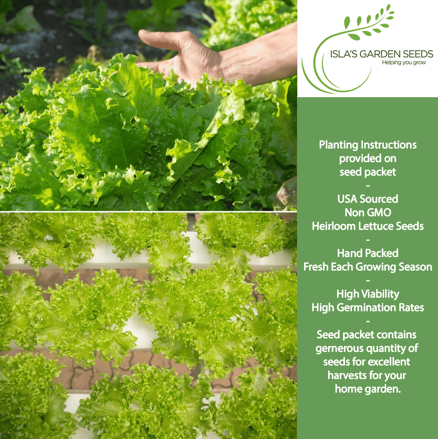 planting leaf lettuce seeds Grand Rapids TBR Lettuce