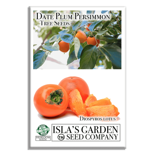 Date Plum Persimmon | 30 Seeds/Pk