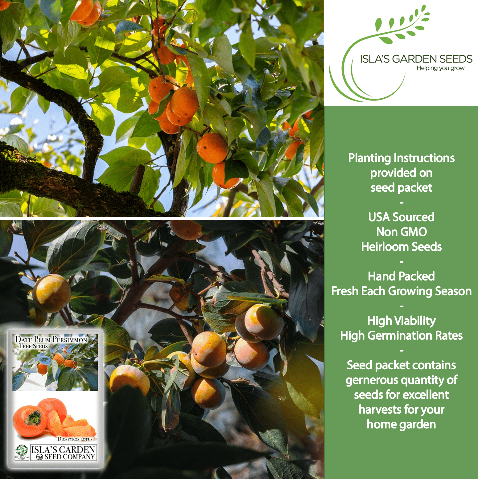 persimmon seeds for planting Exotic Rare Date Plum Persimmon Fruit Tree Seeds, 30+ Non GMO Premium Quality Seeds with 80% Germination